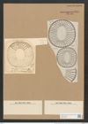 Campylodiscus diplostictus Norm. (de-Toni-Nr.: Genus 57, Species 2457) Zeichnungen Sammlung Grunow Nr. 4945 (NHMW-BOT-W0373159)